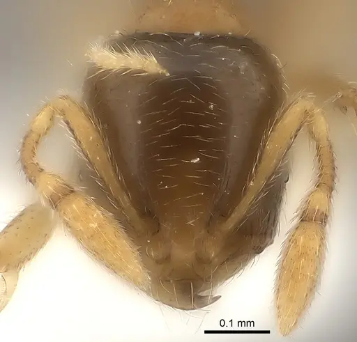 Carebara phragmotica - CASENT0217819