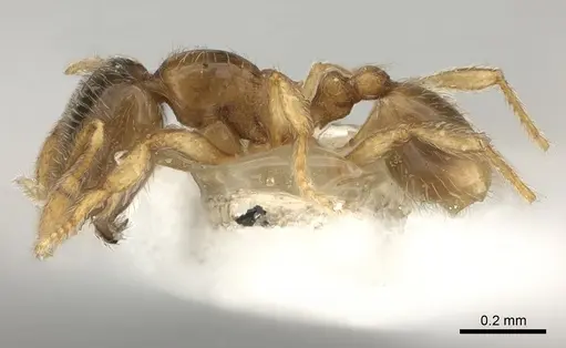 Carebara phragmotica - CASENT0217819