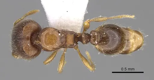 Carebara phragmotica - CASENT0906158