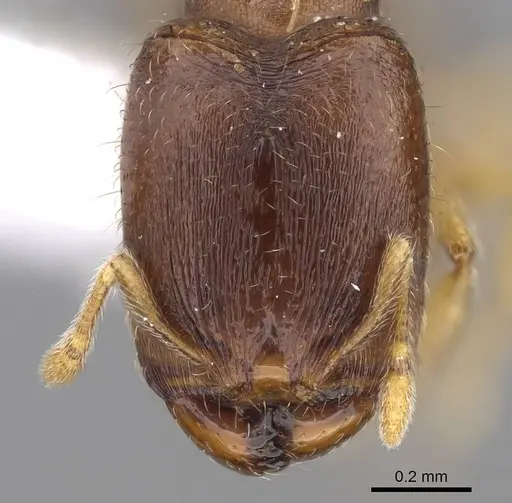 Carebara phragmotica - CASENT0906158