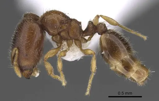 Carebara phragmotica - CASENT0906158