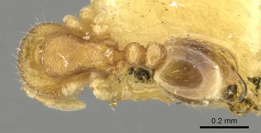 Carebara pilosa specimen