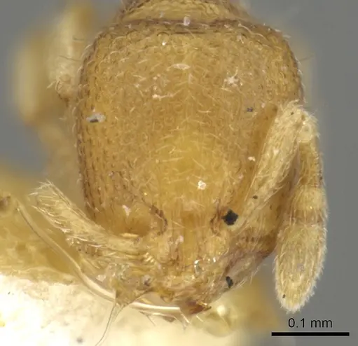 Carebara pilosa specimen