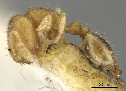 Carebara pilosa specimen