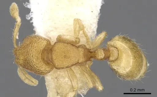 Carebara pisinna specimen