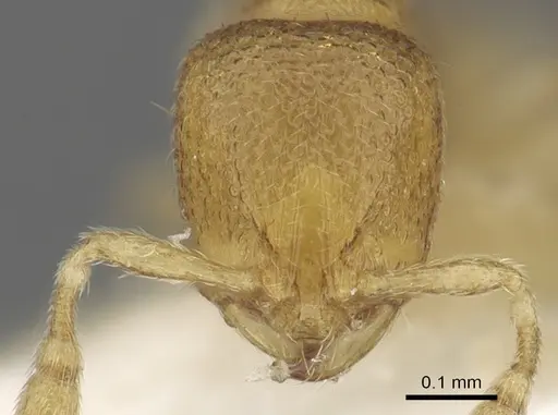 Carebara pisinna specimen