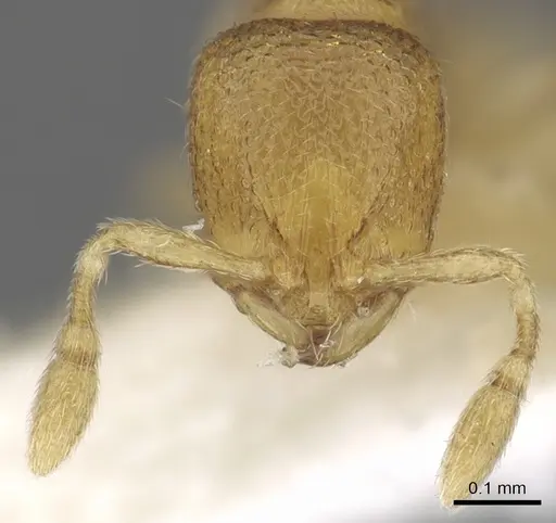 Carebara pisinna specimen