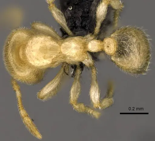 Carebara placida specimen