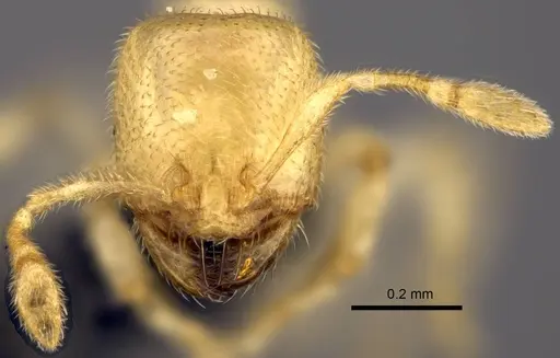 Carebara placida specimen