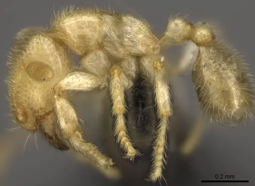 Carebara placida specimen