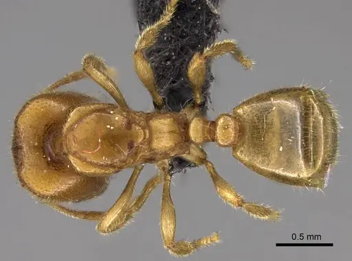 Carebara placida - CASENT0070818