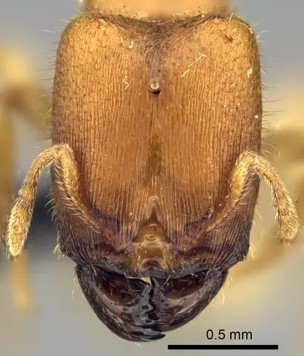 Carebara placida - CASENT0070818