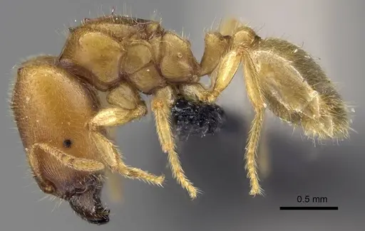 Carebara placida - CASENT0070818