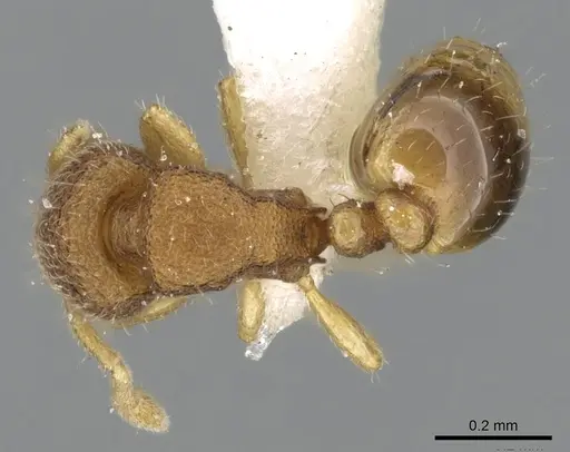 Carebara propomegata specimen