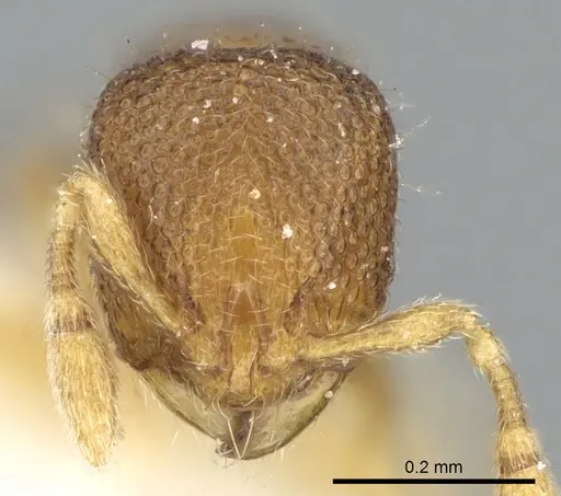 Carebara propomegata specimen