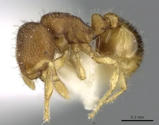 Carebara propomegata specimen