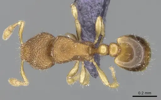 Carebara propomegata - CASENT0906096