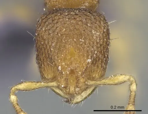 Carebara propomegata - CASENT0906096