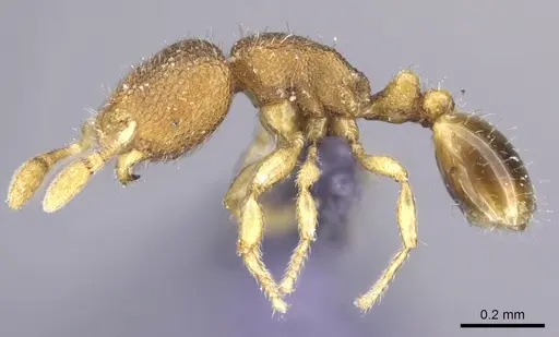 Carebara propomegata - CASENT0906096