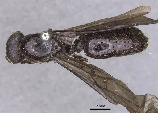 Carebara pullata specimen