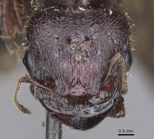 Carebara pullata specimen