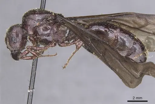 Carebara pullata specimen