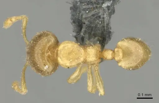 Carebara pumilia specimen