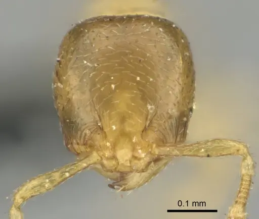 Carebara pumilia specimen