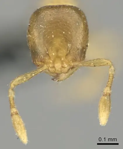 Carebara pumilia specimen