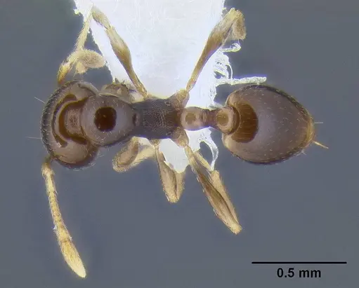 Carebara pygmaea specimen