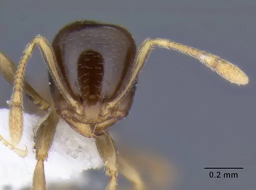 Carebara pygmaea specimen