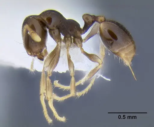 Carebara pygmaea specimen