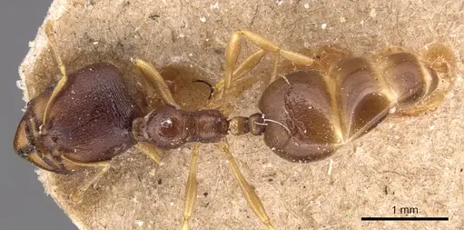 Carebara pygmaea - CASENT0904653