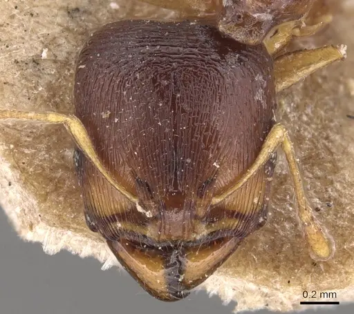 Carebara pygmaea - CASENT0904653