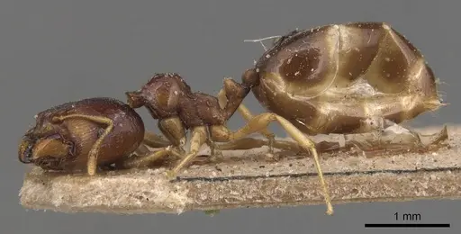 Carebara pygmaea - CASENT0904653