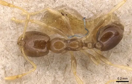 Carebara pygmaea - CASENT0904654