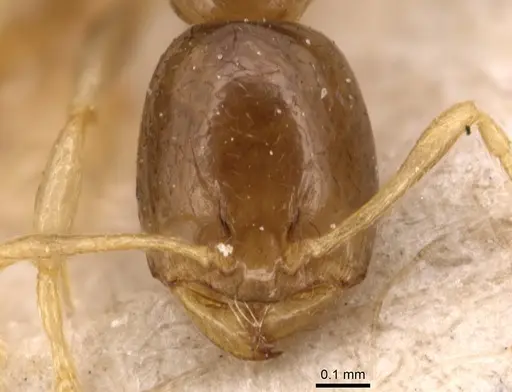 Carebara pygmaea - CASENT0904654