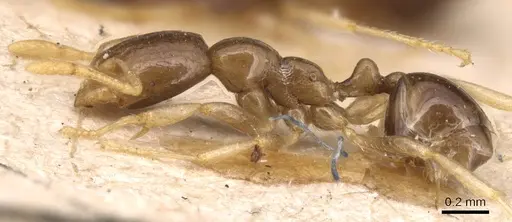 Carebara pygmaea - CASENT0904654