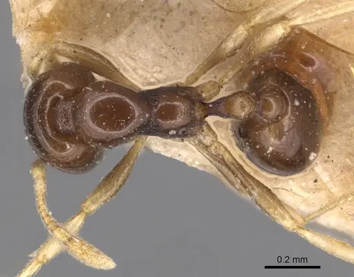 Carebara pygmaea - CASENT0904655