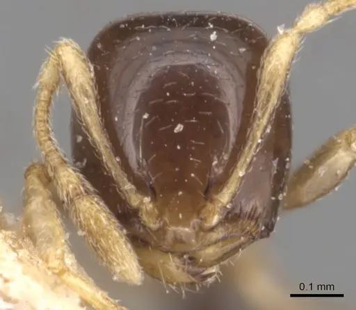 Carebara pygmaea - CASENT0904655