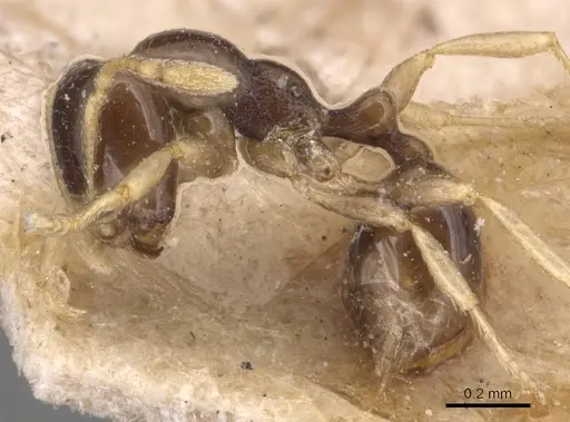 Carebara pygmaea - CASENT0904655