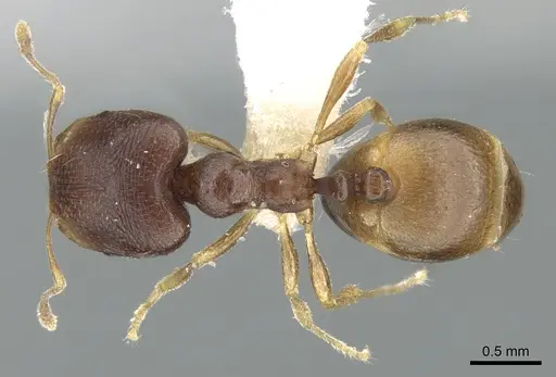 Carebara pygmaea - CASENT0906203