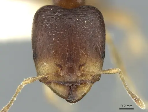 Carebara pygmaea - CASENT0906203