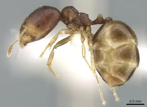 Carebara pygmaea - CASENT0906203