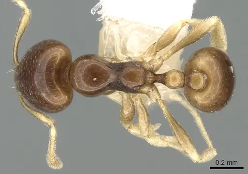 Carebara pygmaea - CASENT0906214