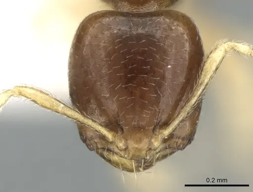 Carebara pygmaea - CASENT0906214