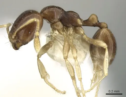 Carebara pygmaea - CASENT0906214