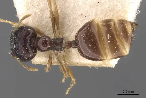 Carebara pygmaea - CASENT0908886