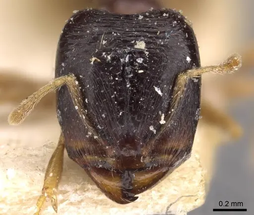 Carebara pygmaea - CASENT0908886