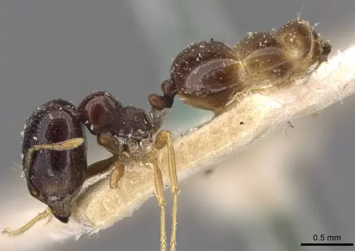 Carebara pygmaea - CASENT0908886